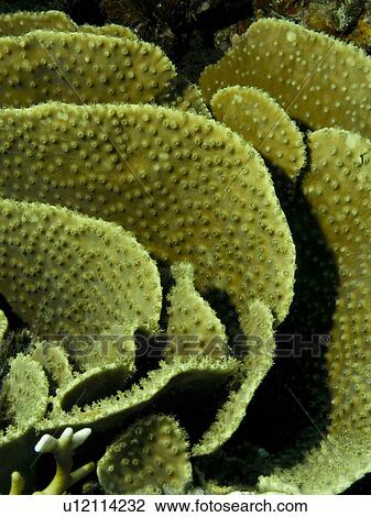 Stock Image - Leafy cup coral (Turbinaria reniformis). Jackfish Alley, Ras Mohamed National Park, Sharm El Sheikh, South Sinai, Red Sea, Egypt.. Fotosearch