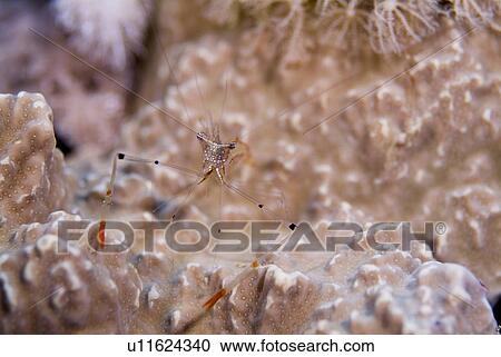 Long Arm Shrimp (Periclimenes tenuipes). Red Sea. View Large Photo Image Stock Image - Long Arm Shrimp (Periclimenes tenuipes). Red Sea.. Fotosearch