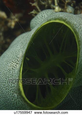 Stock Photo - Looking down the throat of a Green Urn Sea Squirt ( Didemnum molle ). Boaracy Island. Philippines. Taken 2007. Fotosearch