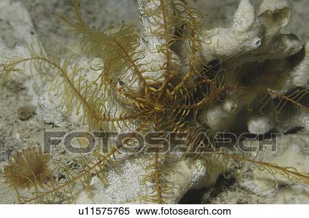 Stock Photography - Mediterranean Crinoid or Feather Starfish (Antedon mediterranea) full view from above of this yellow crinoid, Malta, Maltese Islands, Mediterranean. Fotosearch