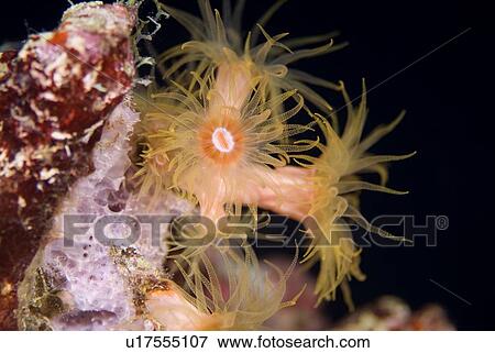 Stock Photo - Orange Cup Coral. Red Sea.. Fotosearch