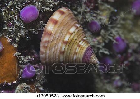 Stock Image - Painted Topshell (Calliostoma zizyphinum), Sark, Channel Islands, UK. Fotosearch