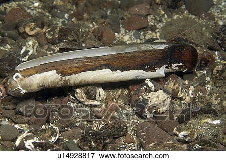 Pod Razor (Ensis siliqua), very obviously razor-shaped shell which is edible and a delicacy in many restaurants, St Abbs, Scotland, UK North Sea View Large Photo Image Stock Photo - Pod Razor (Ensis siliqua), very obviously razor-shaped shell which is edible and a delicacy in many restaurants, St Abbs, Scotland, UK North Sea. Fotosearch
