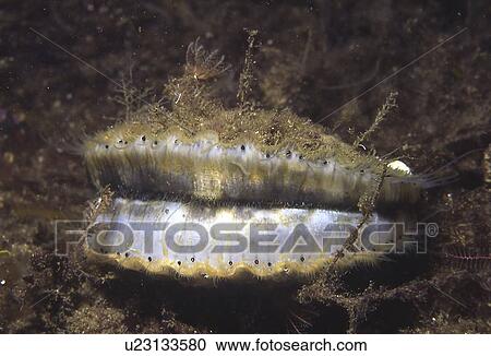 Stock Image - Queen Scallop (Aequipecten opercularis), small edible scallop showing wide open position, highly prized food source, St Abbs, Scotland, UK. Fotosearch