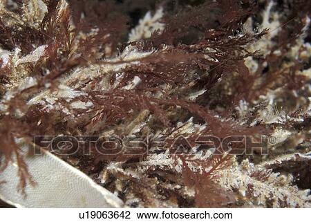 Stock Image - Red Algae spp., clump of red seaweeds encrusted by bryozoans, St Abbs, Scotland, UK NORTH SEA . Fotosearch