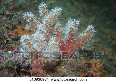 Red Fingers Soft Coral, Alcyonium glomeratum, Sark British Isels View Large Photo Image Picture - Red Fingers Soft Coral, Alcyonium glomeratum, Sark British Isels. Fotosearch