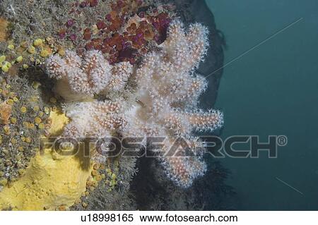 Red Fingers Soft Coral (Alcyonium glomeratum), Sark, Channel Islands, UK View Large Photo Image Stock Photography - Red Fingers Soft Coral (Alcyonium glomeratum), Sark, Channel Islands, UK. Fotosearch