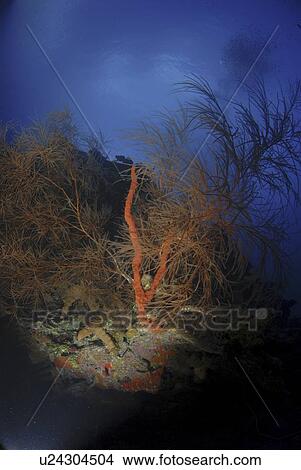 Picture - Red rope sponge (Aplysina caulifrons) and precious black coral tree, Little Cayman Island, Cayman Islands, Caribbean. Fotosearch