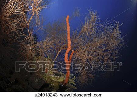Red rope sponge (Aplysina caulifrons) and precious black coral tree, Little Cayman Island, Cayman Islands, Caribbean View Large Photo Image Stock Image - Red rope sponge (Aplysina caulifrons) and precious black coral tree, Little Cayman Island, Cayman Islands, Caribbean. Fotosearch