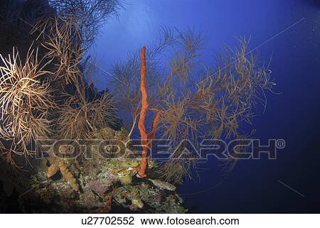Stock Image - Red rope sponge (Aplysina caulifrons) and precious black coral tree, Little Cayman Island, Cayman Islands, Caribbean. Fotosearch