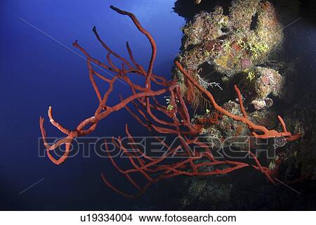 Red rope sponges (Aplysina caulifrons) on underwater cliff, Little Cayman Island, Cayman Islands, Caribbean View Large Photo Image Picture - Red rope sponges (Aplysina caulifrons) on underwater cliff, Little Cayman Island, Cayman Islands, Caribbean. Fotosearch