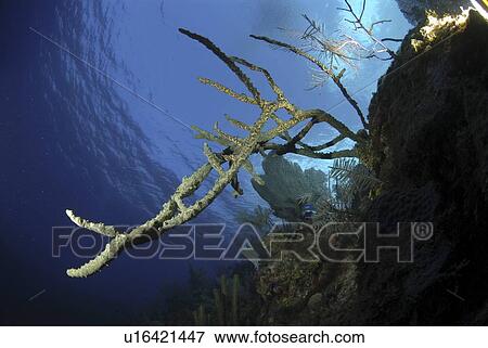 Red rope sponges (Aplysina caulifrons) on underwater cliff, Little Cayman Island, Cayman Islands, Caribbean View Large Photo Image Stock Photo - Red rope sponges (Aplysina caulifrons) on underwater cliff, Little Cayman Island, Cayman Islands, Caribbean. Fotosearch