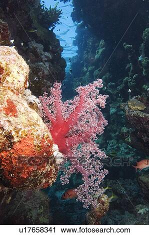 Stock Image - Red soft coral in deep gully, St Johns, Egyptian Red Sea 28-9-07. Fotosearch