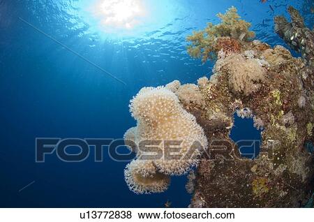 Stock Photo - Reef view with sun, soft coral (Sarcophyton sp), blue background, Egyptian Red Sea 1-10-07. Fotosearch