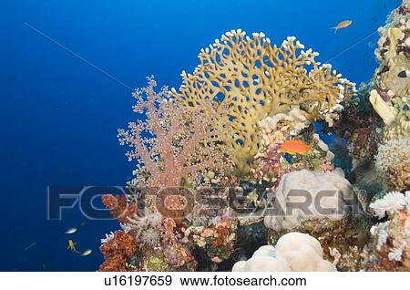 Scenic, fire coral, soft coral, reef, Egyptian Red Sea, blue background, 2-10-07 View Large Photo Image Stock Photo - Scenic, fire coral, soft coral, reef, Egyptian Red Sea, blue background, 2-10-07. Fotosearch