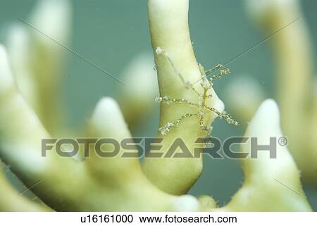 Stock Image - Sea Spider (Nymphosis spinosissima), on Fire Coral, Red Sea, Egypt. Fotosearch