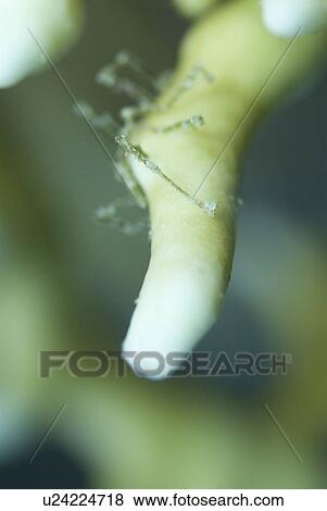 Stock Photo - Sea Spider (Nymphosis spinosissima), on Fire Coral, Red Sea, Egypt. Fotosearch