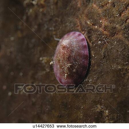 Smooth Tortoiseshell Limpet (Acmaea virginea), pink/purple in colour on reddish brown background, St Abbs, Scotland, UK North Sea View Large Photo Image Stock Image - Smooth Tortoiseshell Limpet (Acmaea virginea), pink/purple in colour on reddish brown background, St Abbs, Scotland, UK North Sea. Fotosearch