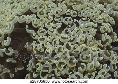Stock Image - Spaghetti Coral (Euphillia glabrescens), very distinctive whorls to the coral when feeding, Mabul, Borneo, Malaysia, South China Sea. Fotosearch