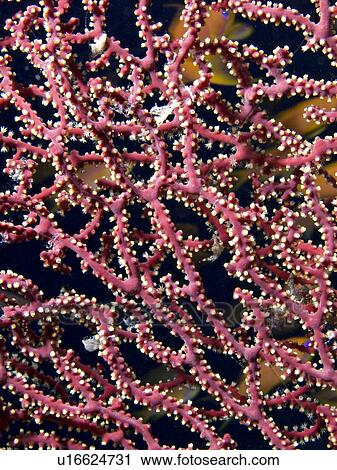 Splendid knotted fan coral (Acabaria splendens). Ras Za'atar, Ras Mohamed National Park, Sharm El Sheikh, South Sinai, Red Sea, Egypt. View Large Photo Image Stock Image - Splendid knotted fan coral (Acabaria splendens). Ras Za'atar, Ras Mohamed National Park, Sharm El Sheikh, South Sinai, Red Sea, Egypt.. Fotosearch