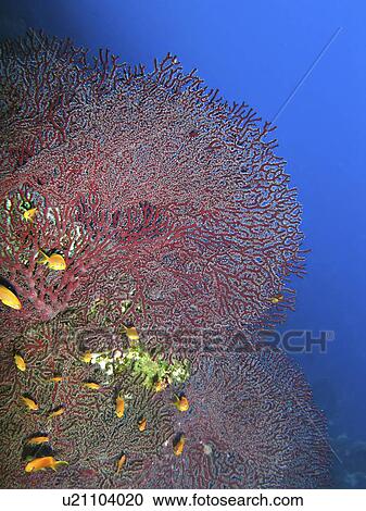 Splendid knotted fan coral (Acabaria splendens). Ras Za'atar, Ras Mohamed National Park, Sharm El Sheikh, South Sinai, Red Sea, Egypt. View Large Photo Image Stock Image - Splendid knotted fan coral (Acabaria splendens). Ras Za'atar, Ras Mohamed National Park, Sharm El Sheikh, South Sinai, Red Sea, Egypt.. Fotosearch