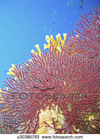Splendid knotted fan coral (Acabaria splendens). Ras Za'atar, Ras Mohamed National Park, Sharm El Sheikh, South Sinai, Red Sea, Egypt. View Large Photo Image Stock Image - Splendid knotted fan coral (Acabaria splendens). Ras Za'atar, Ras Mohamed National Park, Sharm El Sheikh, South Sinai, Red Sea, Egypt.. Fotosearch