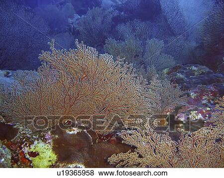 Splendid knotted fan coral (Acabaria splendens) on reef wall. Elphinstone; Red Sea; Egypt. View Large Photo Image Stock Photo - Splendid knotted fan coral (Acabaria splendens) on reef wall. Elphinstone; Red Sea; Egypt.. Fotosearch