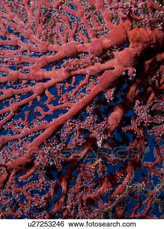 Stock Photograph - Splendid knotted fan coral (Acabaria splendens). Ras Za'atar, Ras Mohamed National Park, Sharm El Sheikh, South Sinai, Red Sea, Egypt.. Fotosearch