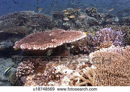 Stock Photo - Stony Corals. Malaysia. Fotosearch