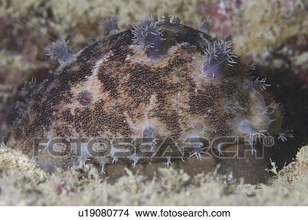 Picture - Tiger Cowrie (Cyprae tigris), snail with mottled mantle extended over all shell, Red Sea, Egypt. Fotosearch