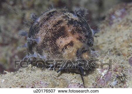 Tiger Cowrie (Cyprae tigris), snail with mottled mantle extended over all shell, Red Sea, Egypt View Large Photo Image Stock Photo - Tiger Cowrie (Cyprae tigris), snail with mottled mantle extended over all shell, Red Sea, Egypt. Fotosearch