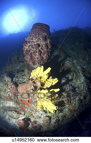 Tube sponges and barrel sponges on underwater cliff, Little Cayman Island, Cayman Islands, Caribbean View Large Photo Image Stock Image - Tube sponges and barrel sponges on underwater cliff, Little Cayman Island, Cayman Islands, Caribbean. Fotosearch