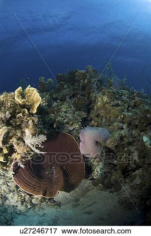 Stock Photo - Tube sponges and barrel sponges on underwater cliff, Little Cayman Island, Cayman Islands, Caribbean. Fotosearch