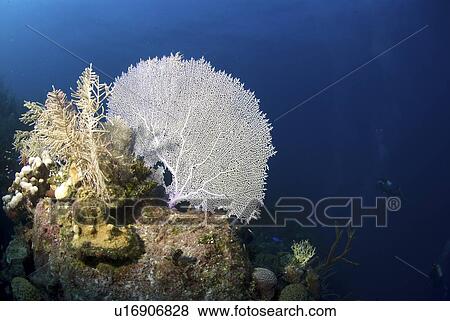 Stock Photo - Venus Sea Fan (Gorgonia flabellum), typical shallow water sea fan of the Caribbean Little Cayman Island, Cayman Islands, Caribbean. Fotosearch