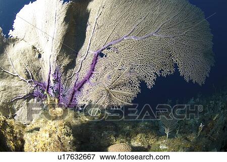 Venus Sea Fan (Gorgonia flabellum), typical shallow water sea fan of the Caribbean Little Cayman Island, Cayman Islands, Caribbean View Large Photo Image Stock Photo - Venus Sea Fan (Gorgonia flabellum), typical shallow water sea fan of the Caribbean Little Cayman Island, Cayman Islands, Caribbean. Fotosearch