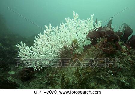 White fan coral. Eunicella verrucosa, Sark, british Isles View Large Photo Image Stock Image - White fan coral. Eunicella verrucosa, Sark, british Isles. Fotosearch