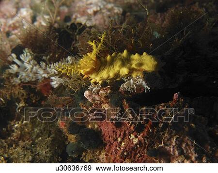 Stock Photo - Wonderful yellowRobust Sea Cucumber (Colochirus robustus) nestled on the coral reef wall. Sabang Beach. Philippines. Taken 2007. Fotosearch