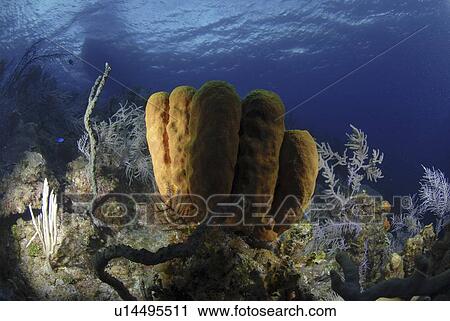 Stock Image - Yellow Tube Sponge (Aplysina fistularis) large group of sponges with surface and boat in background, Little Cayman Island, Cayman Islands, Caribbean. Fotosearch