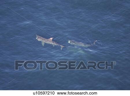 Aerial of Basking Sharks (Cetorhinus maximus). Gulf of Maine, USA. (rr) View Large Photo Image Stock Image - Aerial of Basking Sharks (Cetorhinus maximus). Gulf of Maine, USA. (rr). Fotosearch