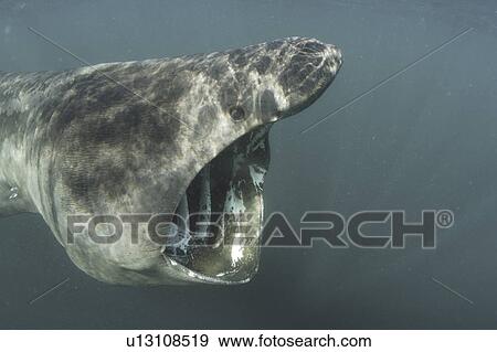 Stock Photo - Basking Shark (Cetorhinus maximus) Close up of head. Cornwall, UK. (rr). Fotosearch