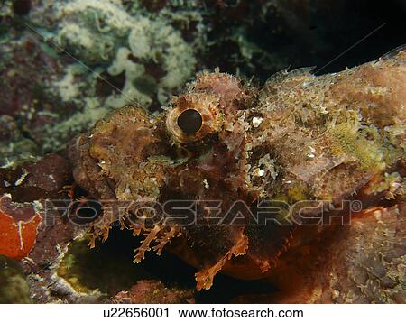 Stock Image - Bearded Scorpionfish, ( Scorpaenopsis barbatus) close up on the reef. Moalboal, The Philippines. taken 2007. Fotosearch