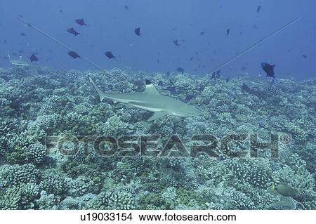 Black-tip Reef Shark, (Carcharninus melanopterus), swimming over coral reef, Tahiti, French Polynesia, Southern Pacific Ocean. View Large Photo Image Picture - Black-tip Reef Shark, (Carcharninus melanopterus), swimming over coral reef, Tahiti, French Polynesia, Southern Pacific Ocean.. Fotosearch