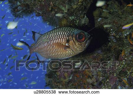 Stock Photo - Black Tip Soldier Fish (Myripristis botche ) Posing for a Portrait. Pemba island, Tanzania . Fotosearch