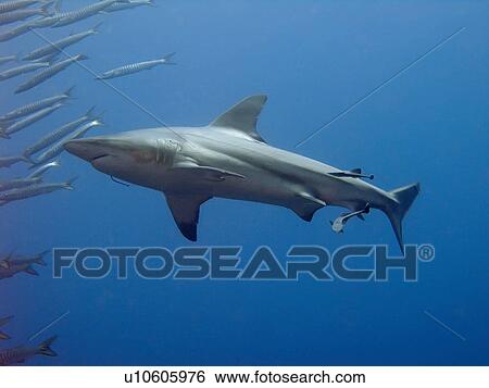 Stock Photograph - Blacktip shark (Carcharhinus limbatus) Species Near threatened. Shark and Yolanda, Sharm El Sheikh, South Sinai, Red Sea, Egypt.. Fotosearch
