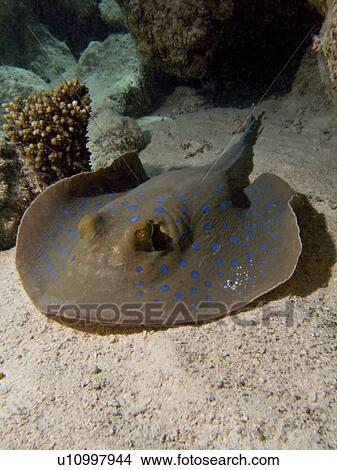 Picture - Bluespotted stingray (Taeniura lymma) resting on sandy slope. Beacon Rock, South Sinai, Red Sea, Egypt.. Fotosearch