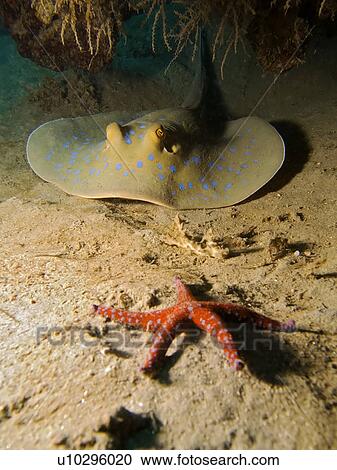 Stock Image - Bluespotted stingray (Taeniura lymma) and Ghardaqa sea star (Fromia ghardaqana). Na'ama Bay, Sharm El Sheikh, South Sinai, Red Sea, Egypt.. Fotosearch