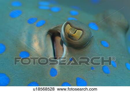 Bluespotted Stingray (Taeniura lymma). Red Sea. View Large Photo Image Stock Photo - Bluespotted Stingray (Taeniura lymma). Red Sea.. Fotosearch