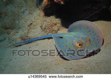 Stock Photography - Bluespotted Stingray (Taeniura lymma). Red Sea.. Fotosearch