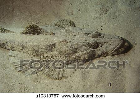 Carpet Flathead (Papilloculiceps longiceps) at home on the sandy bottom. Red Sea. Egypt View Large Photo Image Stock Photo - Carpet Flathead (Papilloculiceps longiceps) at home on the sandy bottom. Red Sea. Egypt . Fotosearch