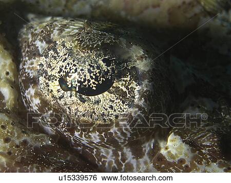 Stock Photograph - Close up of a Crocodilefish eye (Papilloculiceps longiceps). Marsa alam. Red Sea. Egypt. Fotosearch